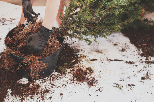 Woman is replanting a tree with black gloves