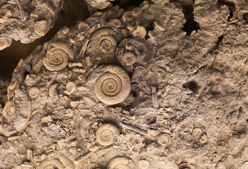 Fossils in rock © Budimir Jevtic