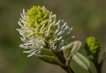 Large witch alder(Fothergilla major) single flower closeup