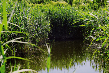 Fototapeta na wymiar Green reed and lake