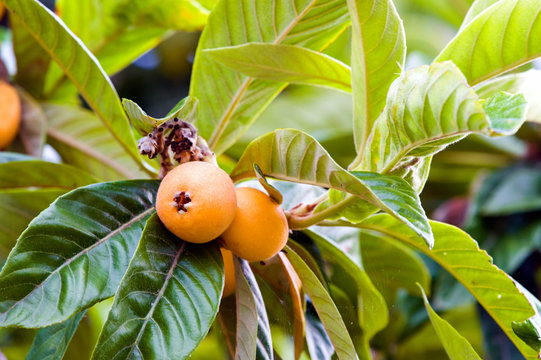 Foliage and fruits of common medlar (Mespilus germanica)