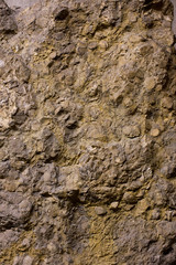 Fossils in rock
