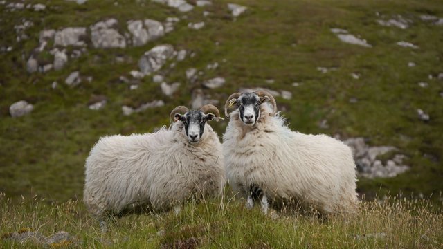 Scottish Blackface Schafe, Isle of Lewis