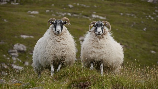 Scottish Blackface Schafe, Isle of Lewis