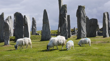 Naklejka premium Scottish Blackface Schafe bei den Callanish Stones, Isle of Lewis