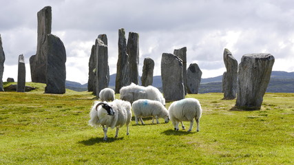 Scottish Blackface Schafe bei den Callanish Stones, Isle of Lewis