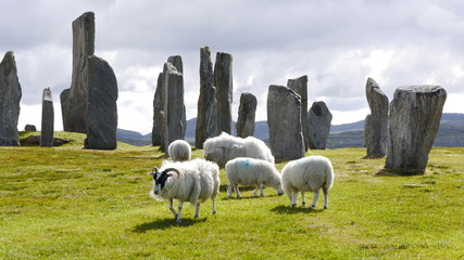 Scottish Blackface Schafe bei den Callanish Stones, Isle of Lewis - obrazy, fototapety, plakaty