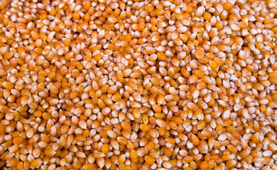 Maize grains, background