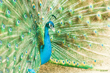 Obraz premium Portrait of beautiful peacock with feathers out