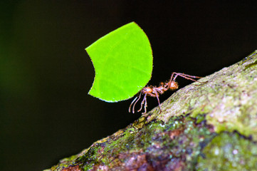 Leafcutter ant (Atta cephalotes) worker is carrying leaf segment.	