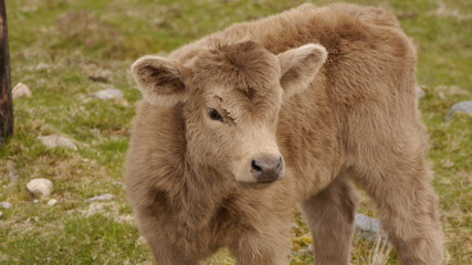 Highland Catle Kalb, Isle of Lewis