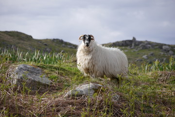 Naklejka premium Scottish Blackface, Great Benera
