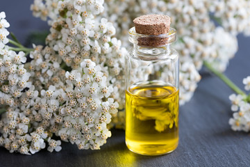 A bottle of essential oil with fresh yarrow flowers