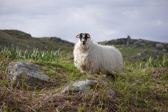 Scottish Blackface, Great Benera