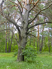 Trees in the summer forest.