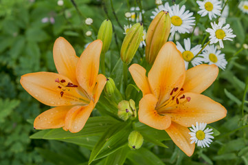 Orange lilies and chamomile flowers