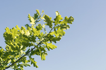 blue sky with cloud closeup