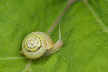 かたつむり