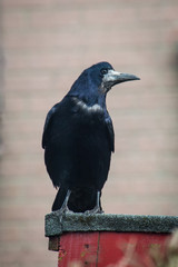 Rook perched on a shed roof