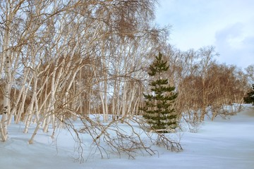 Birch Grove In Winter Etna Park, Sicily