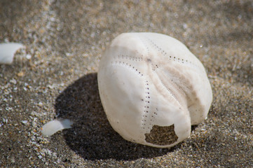 Sea urchin skeleton on beach