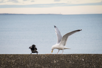 Seagull and hooded crow feeding on a wall