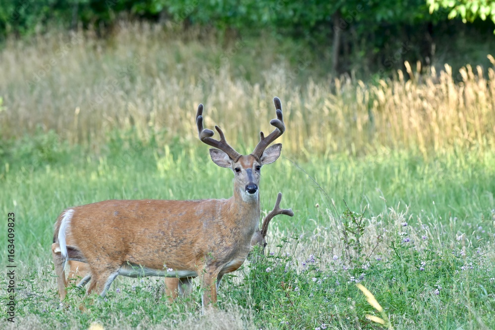 Wall mural White-tailed buck deer (Odocoileus virginianus)