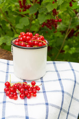 Juicy ripe raw red currant berries in a white cup on a wooden chair and tablecloths in the summer in a village on a bush background.The concept of healthy and healthy vegetarian food
