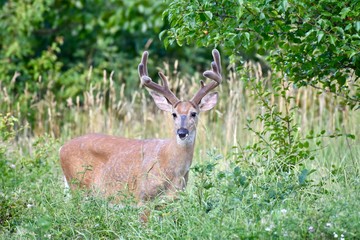 White-tailed buck deer (Odocoileus virginianus)