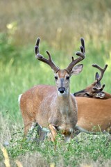 White-tailed buck deer (Odocoileus virginianus)