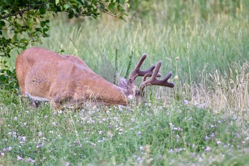 White-tailed buck deer (Odocoileus virginianus)