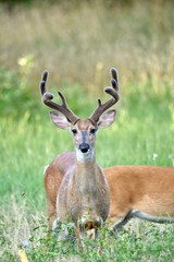 White-tailed buck deer (Odocoileus virginianus)
