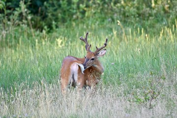 White-tailed buck deer (Odocoileus virginianus)