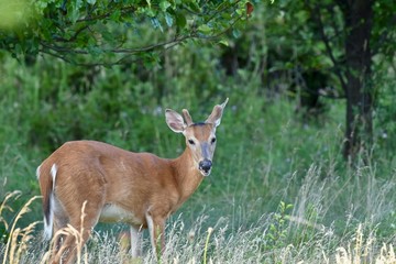 Naklejka na ściany i meble White-tailed buck deer (Odocoileus virginianus)