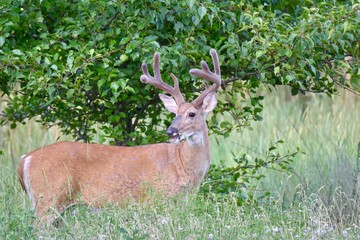 White-tailed buck deer (Odocoileus virginianus)