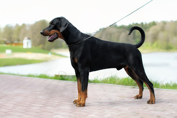 Portrait of a dog's exhibition stand. Doberman in the Park on a leather slip lead is obedience