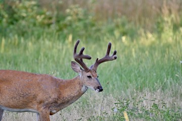 Naklejka na ściany i meble White-tailed buck deer (Odocoileus virginianus)