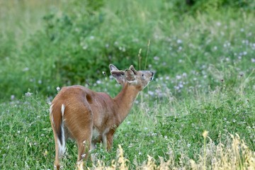 White-tailed buck deer (Odocoileus virginianus)