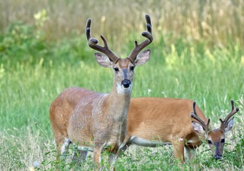 White-tailed buck deer (Odocoileus virginianus)