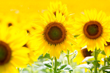 Fototapeta premium Burst of sun