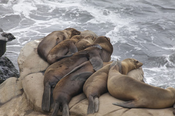 A group of tired seals resting on an ocean cliff