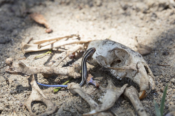 Blue-tailed Skink Crawling On A Rat Skull