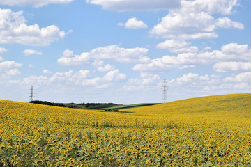 Large sunflower farm in Europe during summertime