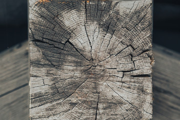 Wood texture of cut old tree trunk, close-up