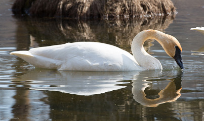 Sprin Swan