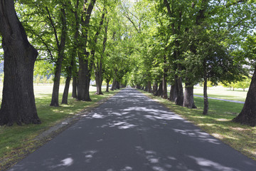 A perspective view of country side road build through beautiful grown trees. Shot in landscape format.