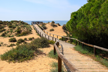 Fototapeta na wymiar Wooden walkway leading to the beach, over the sand dunes, surrounded by mediterranean pines.