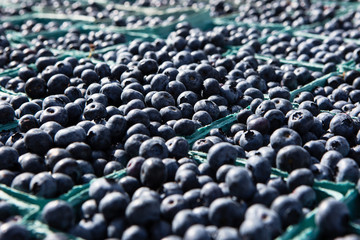 Obraz premium Blueberries