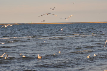 Möven im Flug © Inka