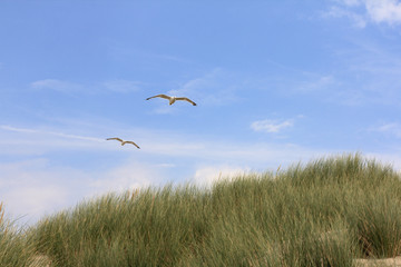 gull  (Larus argentatus)
